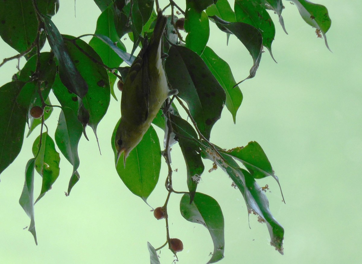 Червоїд світлобровий - ML647137722