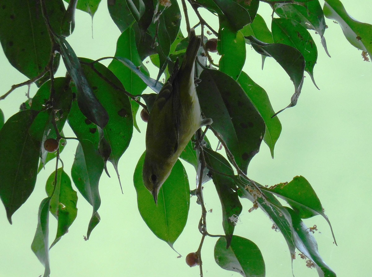 Червоїд світлобровий - ML647137723