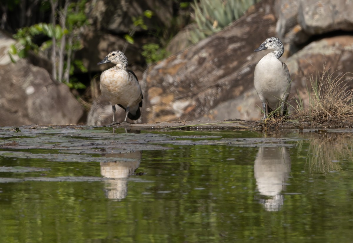 Knob-billed Duck - ML647137724