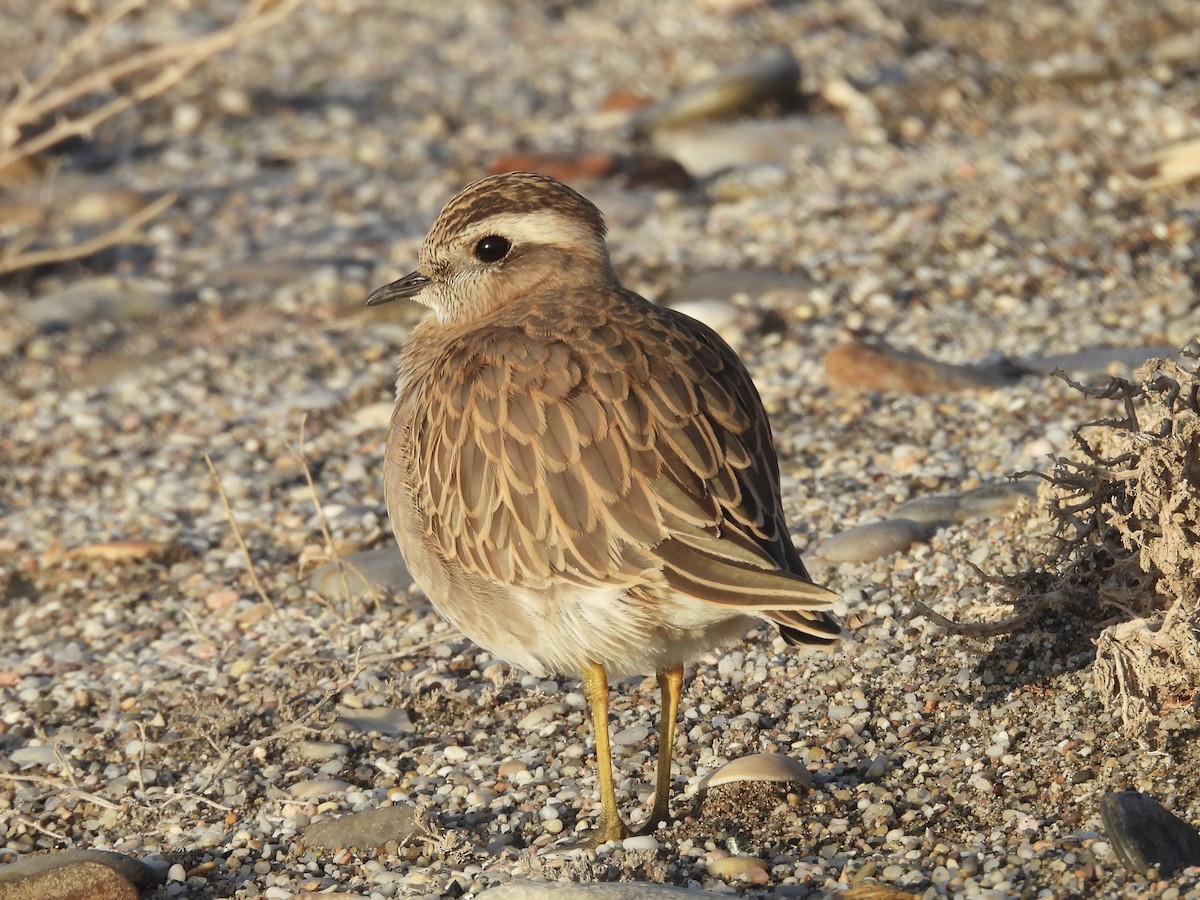 Eurasian Dotterel - ML647137725