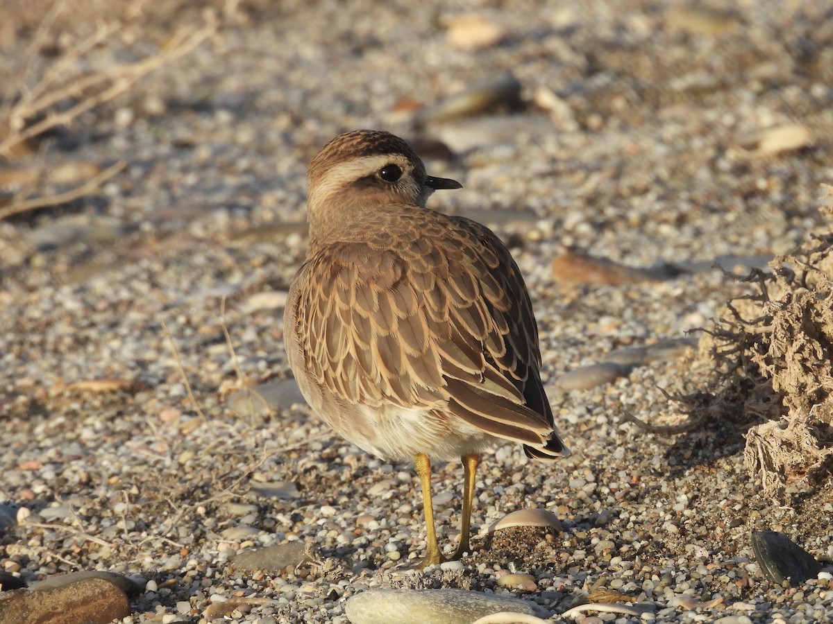 Eurasian Dotterel - ML647137726