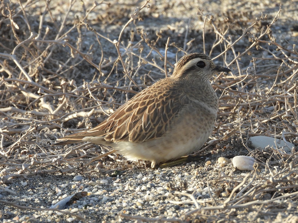 Eurasian Dotterel - ML647137727