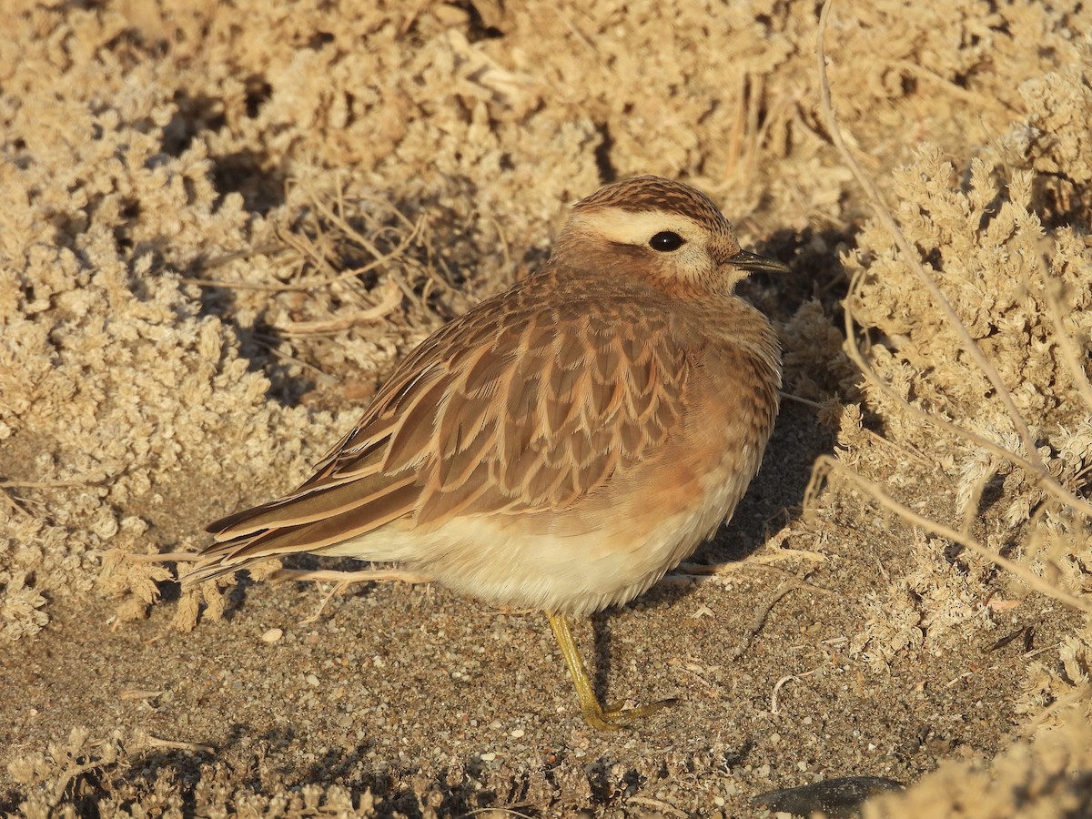 Eurasian Dotterel - ML647137728