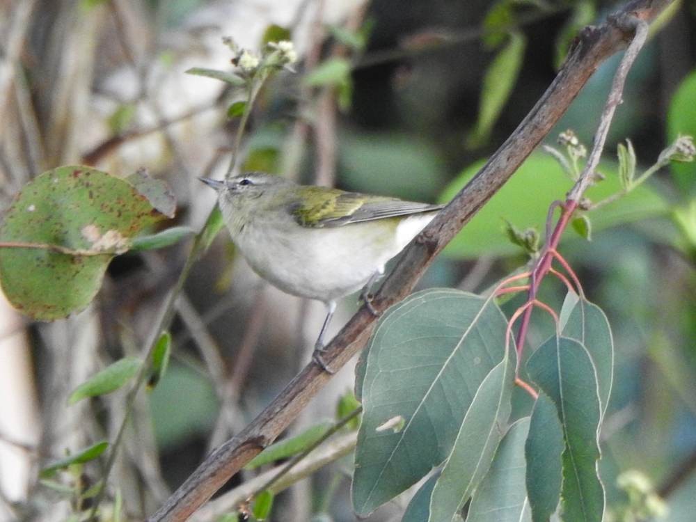 Червоїд світлобровий - ML647137731