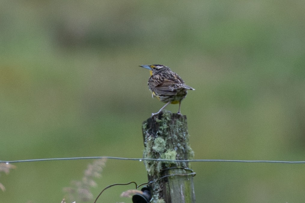 Eastern Meadowlark - ML647137734