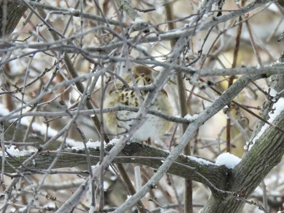 Hermit Thrush - ML647137750