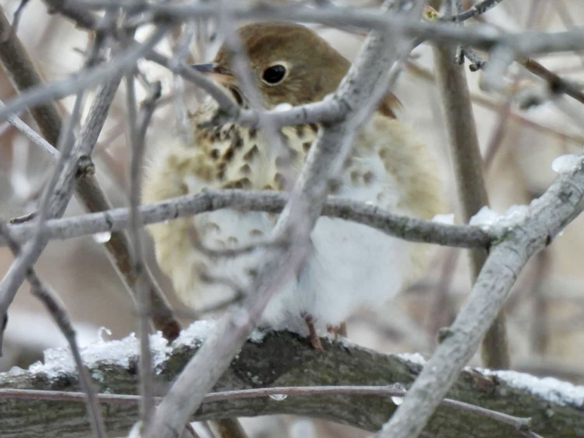 Hermit Thrush - ML647137751