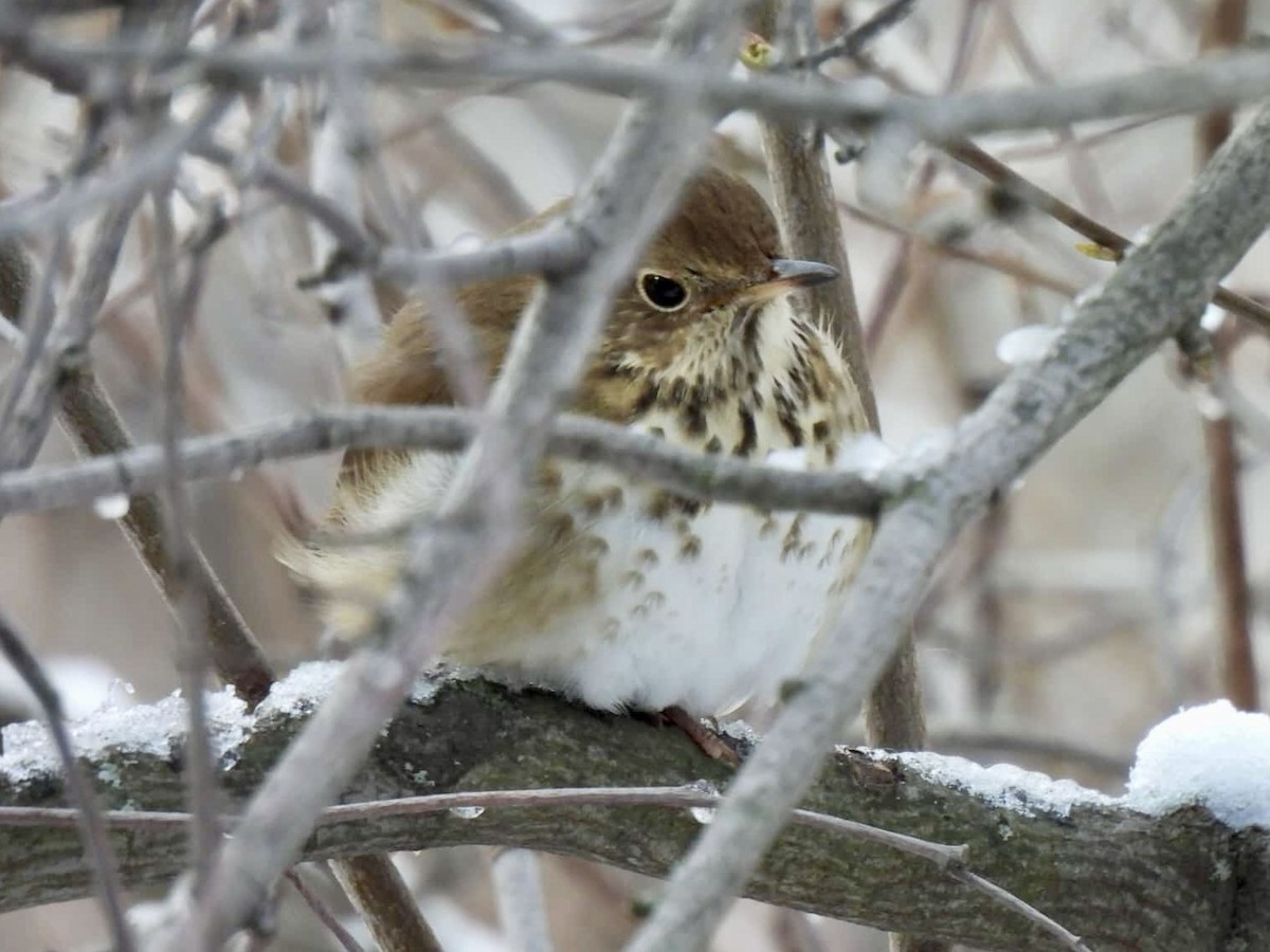 Hermit Thrush - ML647137752