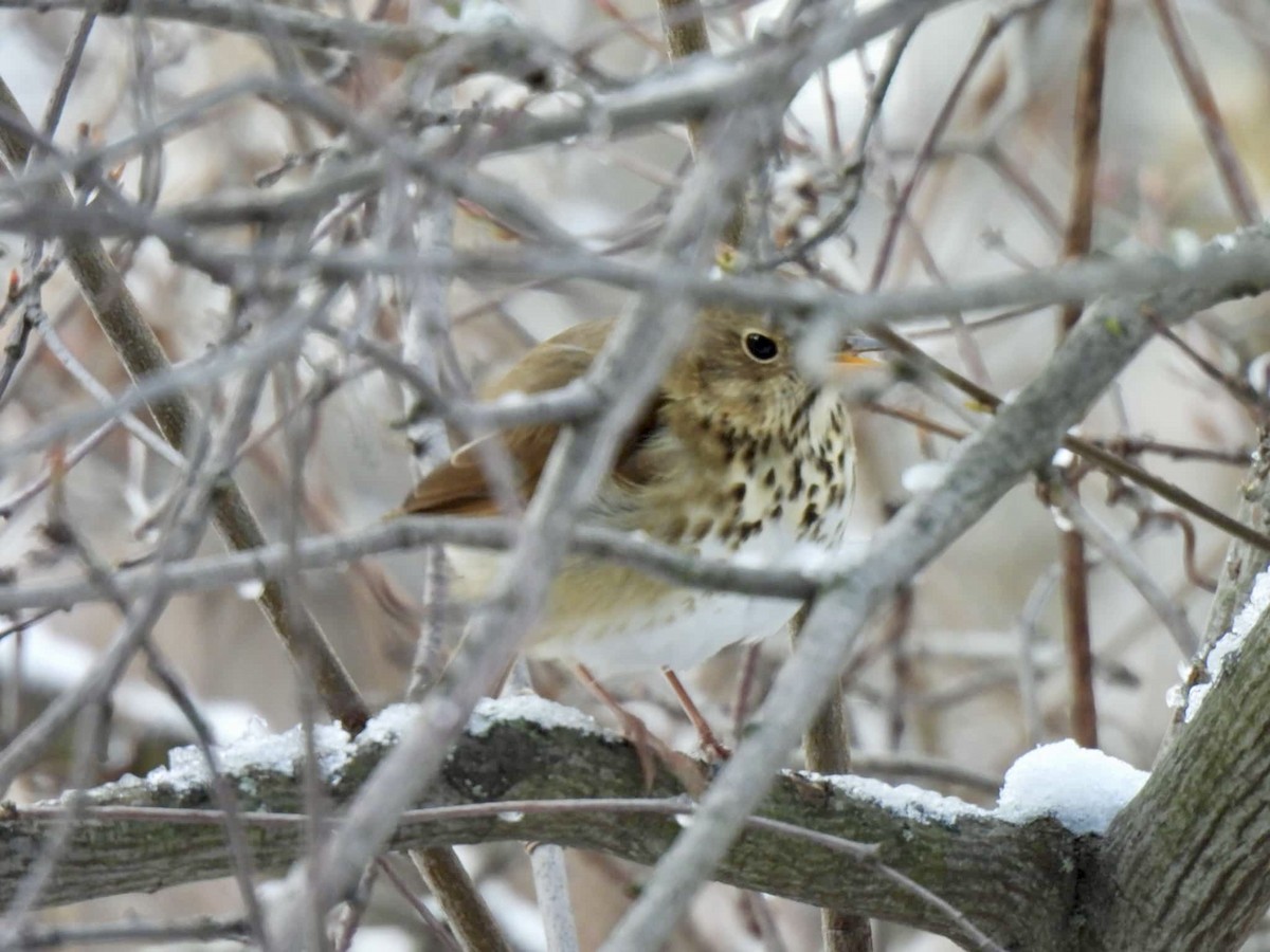 Hermit Thrush - ML647137753