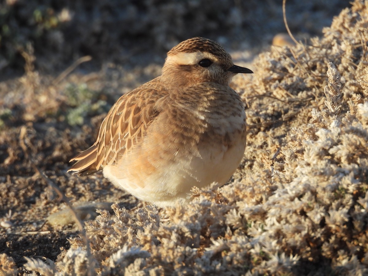 Eurasian Dotterel - ML647137760