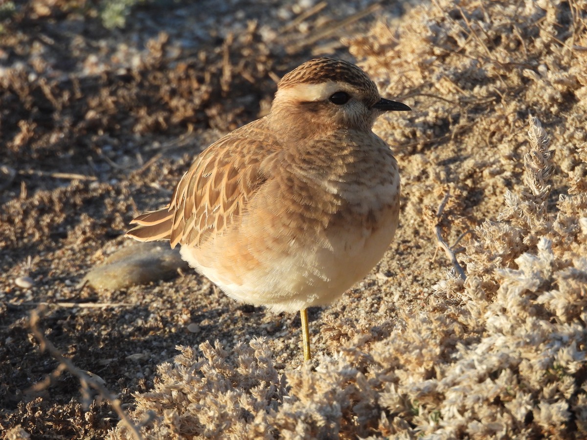 Eurasian Dotterel - ML647137761