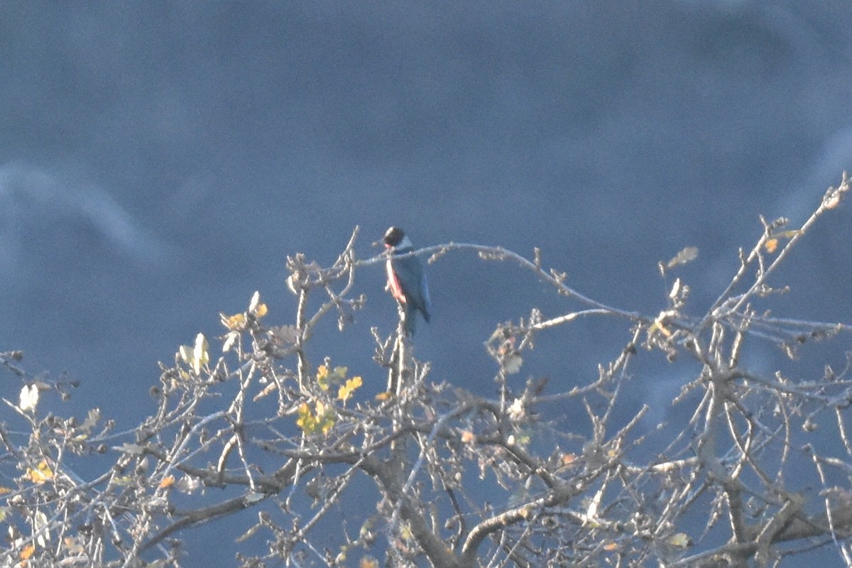 Гіла рожевочерева - ML647137774