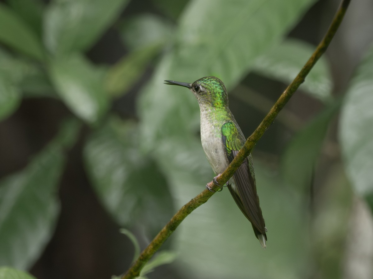 Violet-capped Woodnymph - ML647137776
