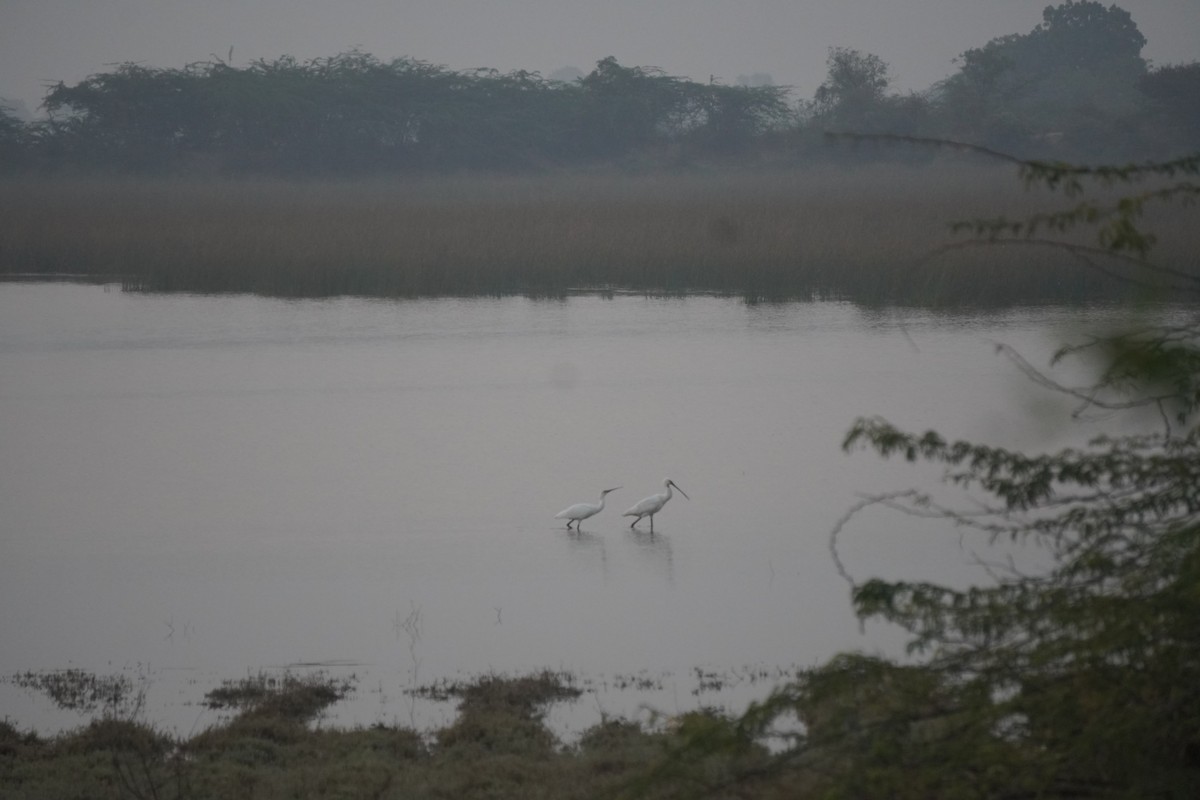 Great Egret - ML647137777