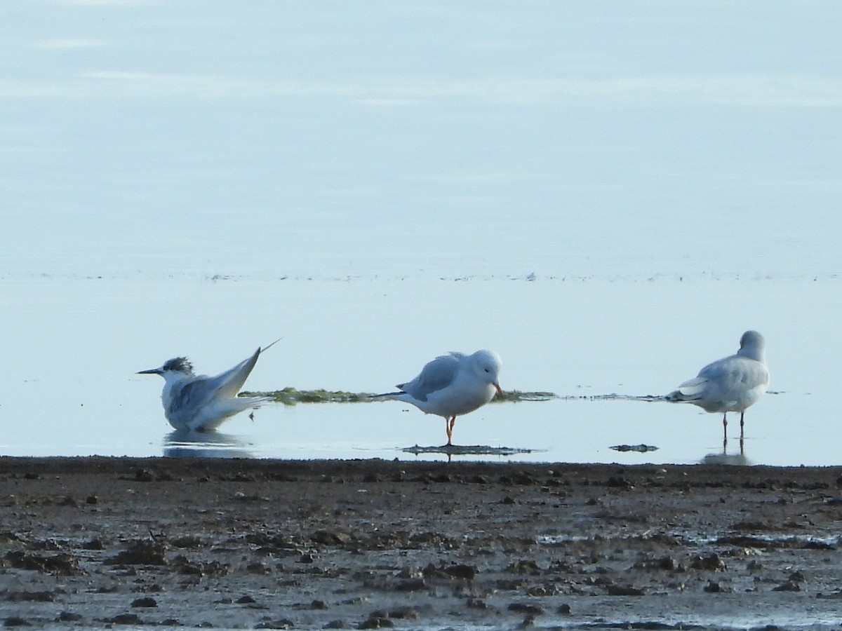 Морской голубок - ML647137793