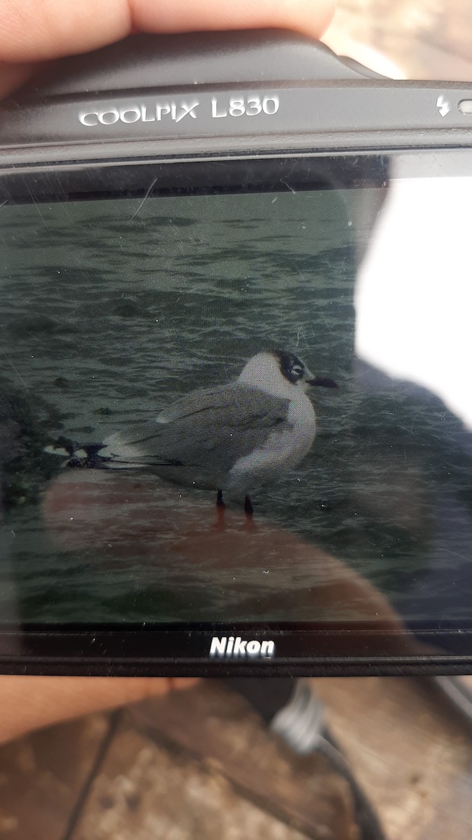 Франклинова чайка - ML647137804