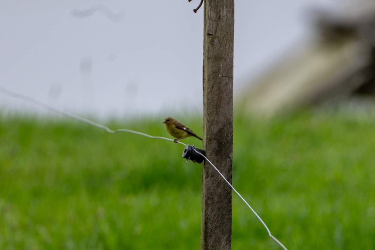 Andean Siskin - ML647137806