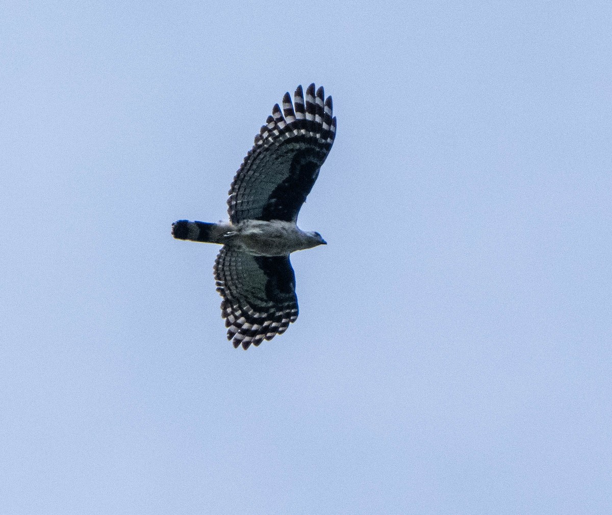 Gray-headed Kite - ML647137814