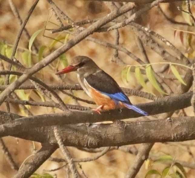 Martin-chasseur à tête grise - ML647137829