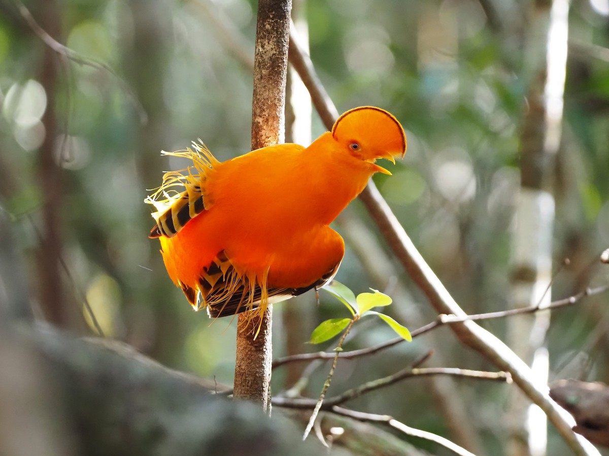 イワドリ - ML647137830