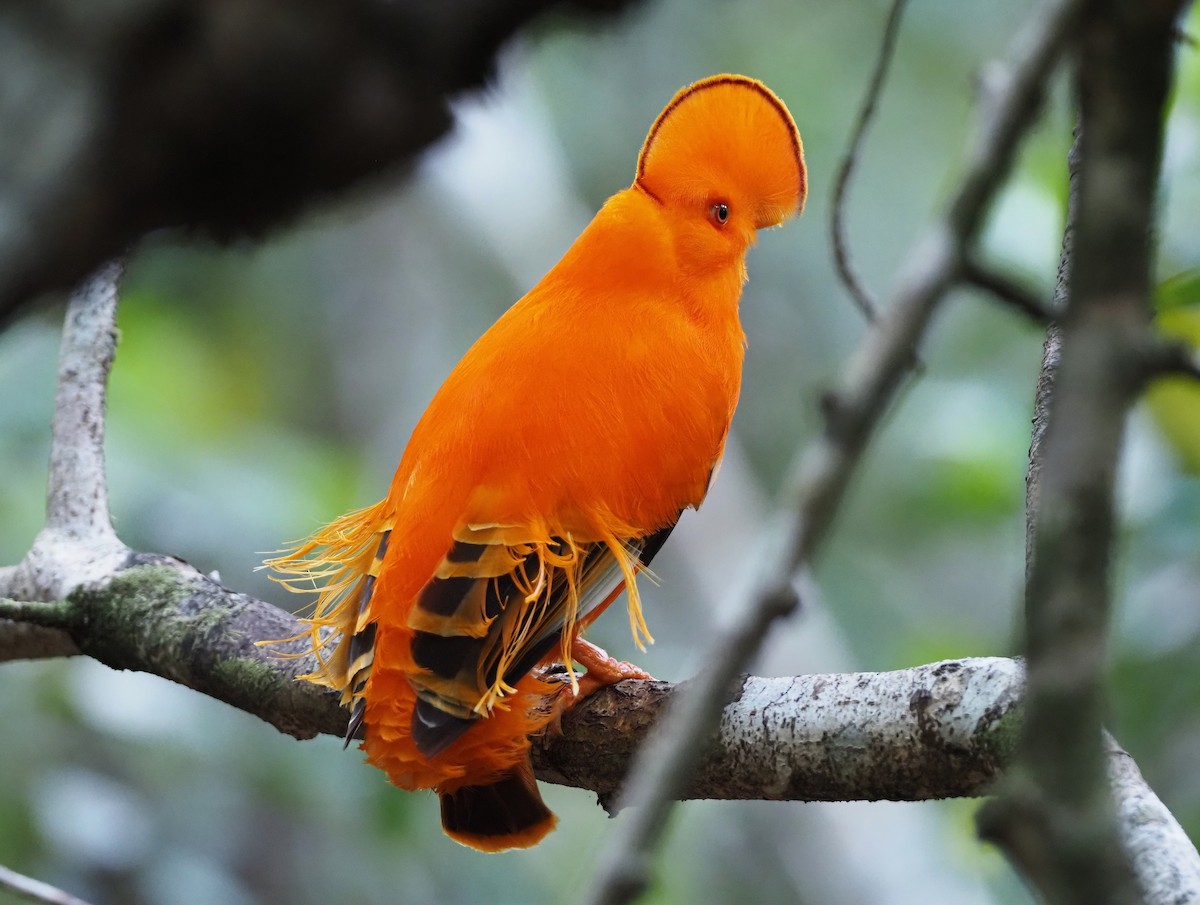 イワドリ - ML647137831