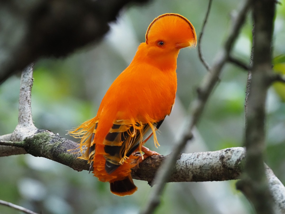 イワドリ - ML647137832