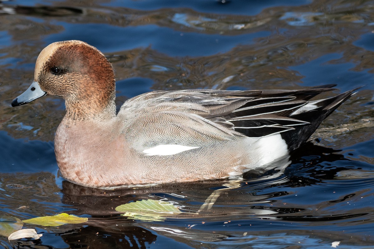 Eurasian x American Wigeon (hybrid) - ML647137842