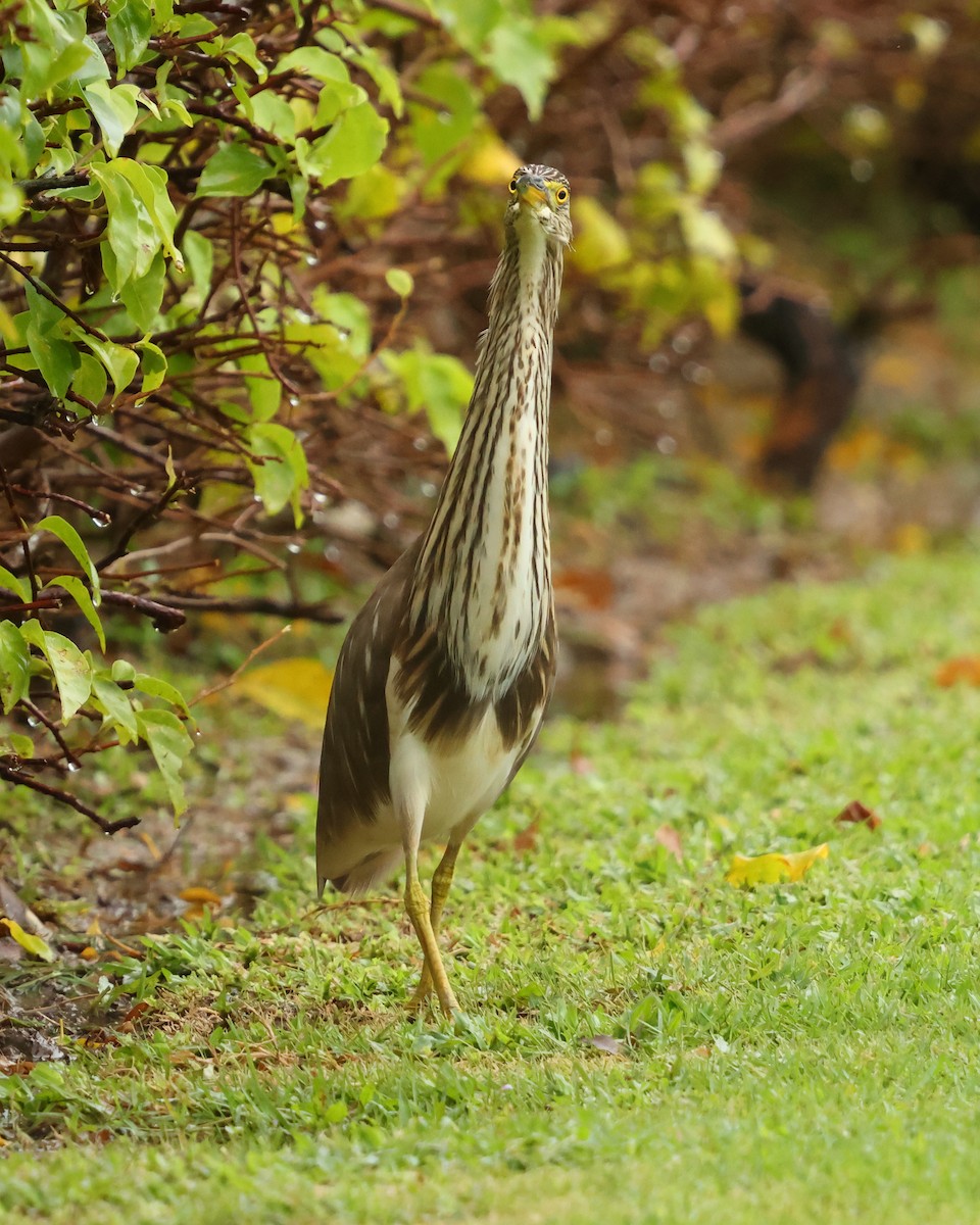 Chinese Pond-Heron - ML647137849