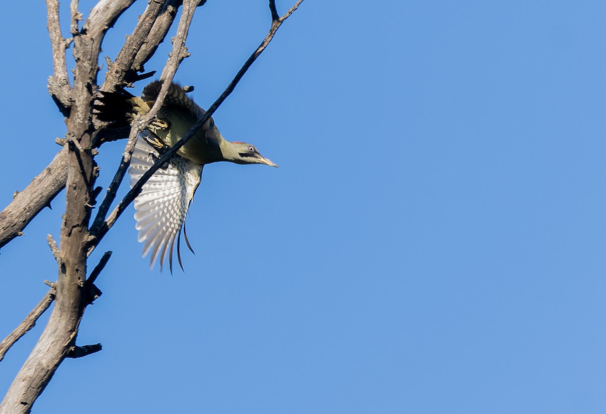 žluna iberská - ML647137851