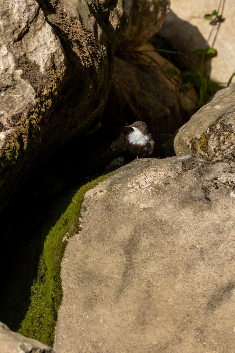 White-throated Dipper - ML647137854