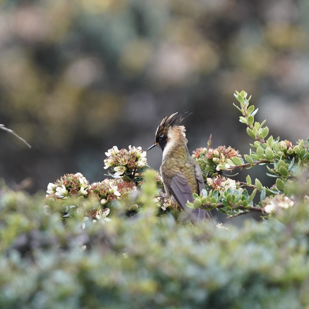 Buffy Helmetcrest - ML647137859