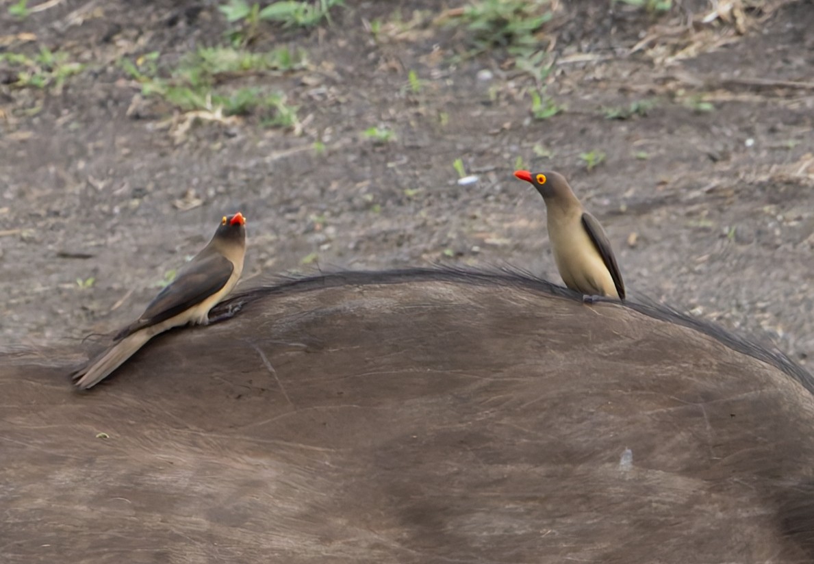 Red-billed Oxpecker - ML647137862