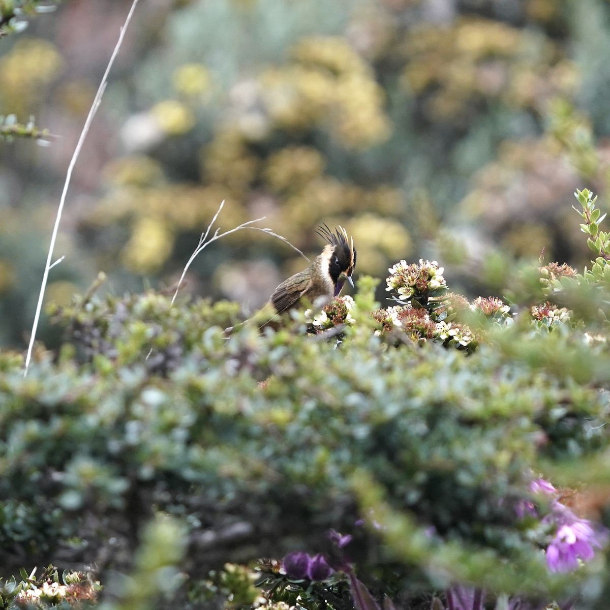 Buffy Helmetcrest - ML647137863