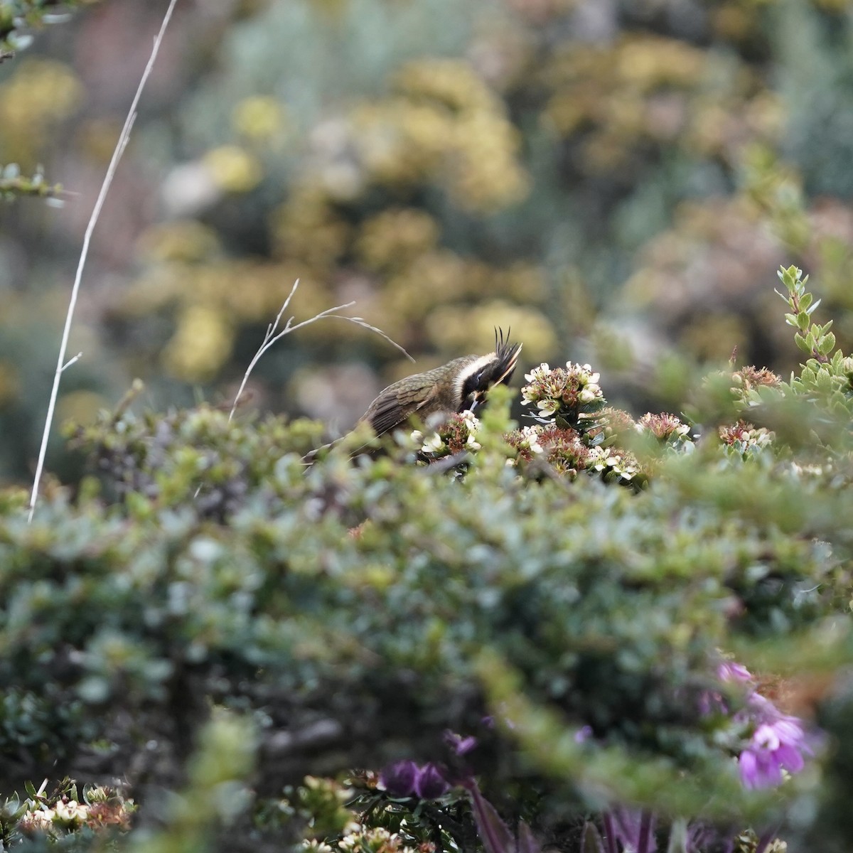 Buffy Helmetcrest - ML647137868