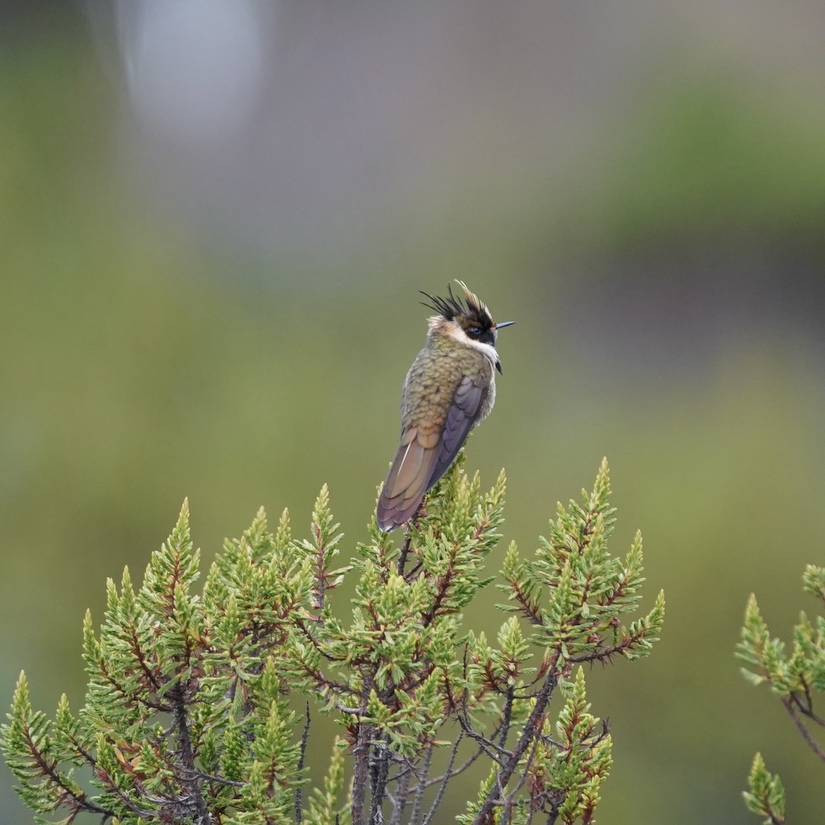 Buffy Helmetcrest - ML647137871