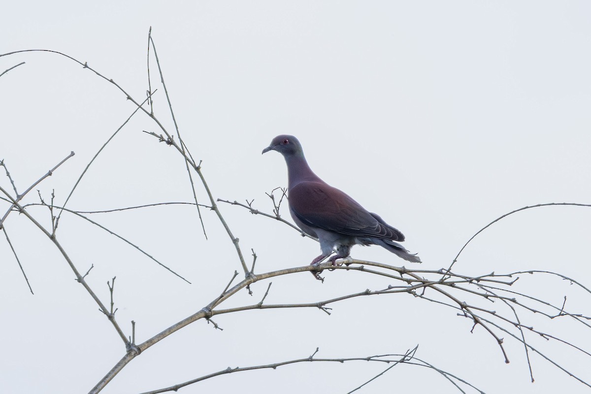 Pale-vented Pigeon - ML647137872