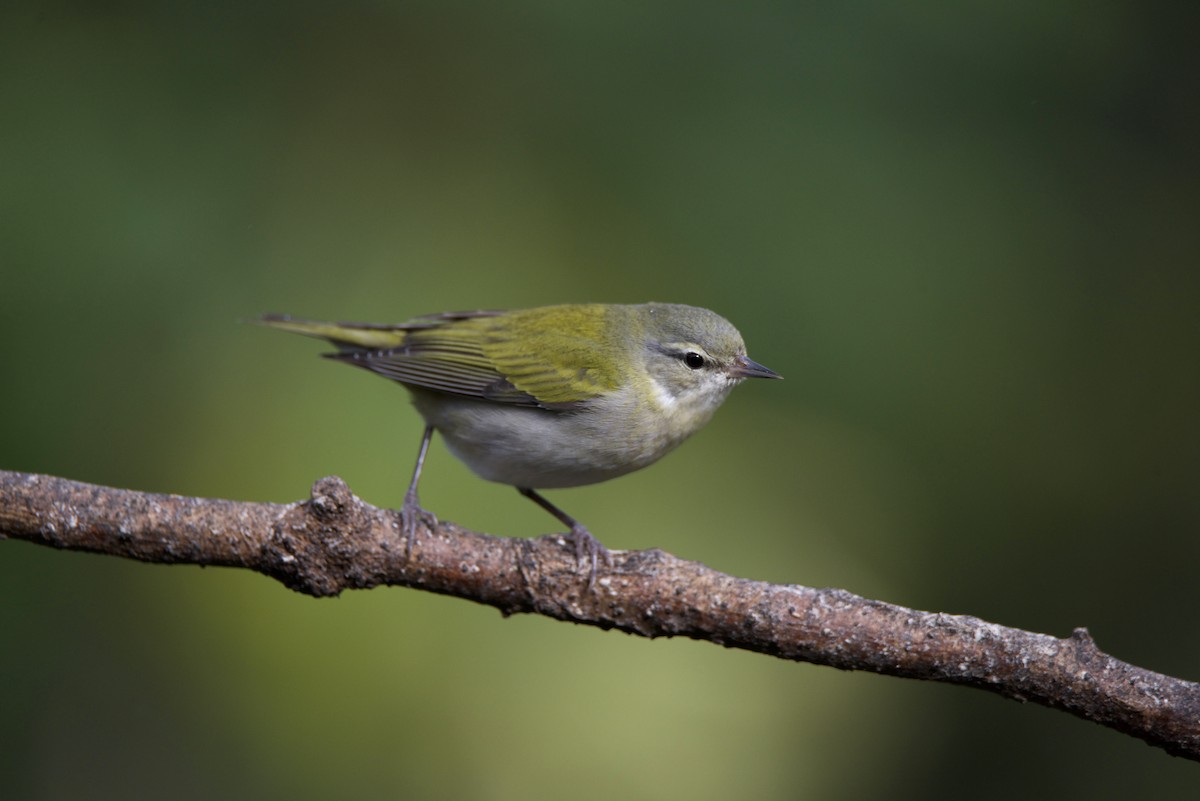 Червоїд світлобровий - ML647137873