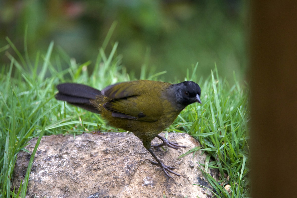 Large-footed Finch - ML647137885