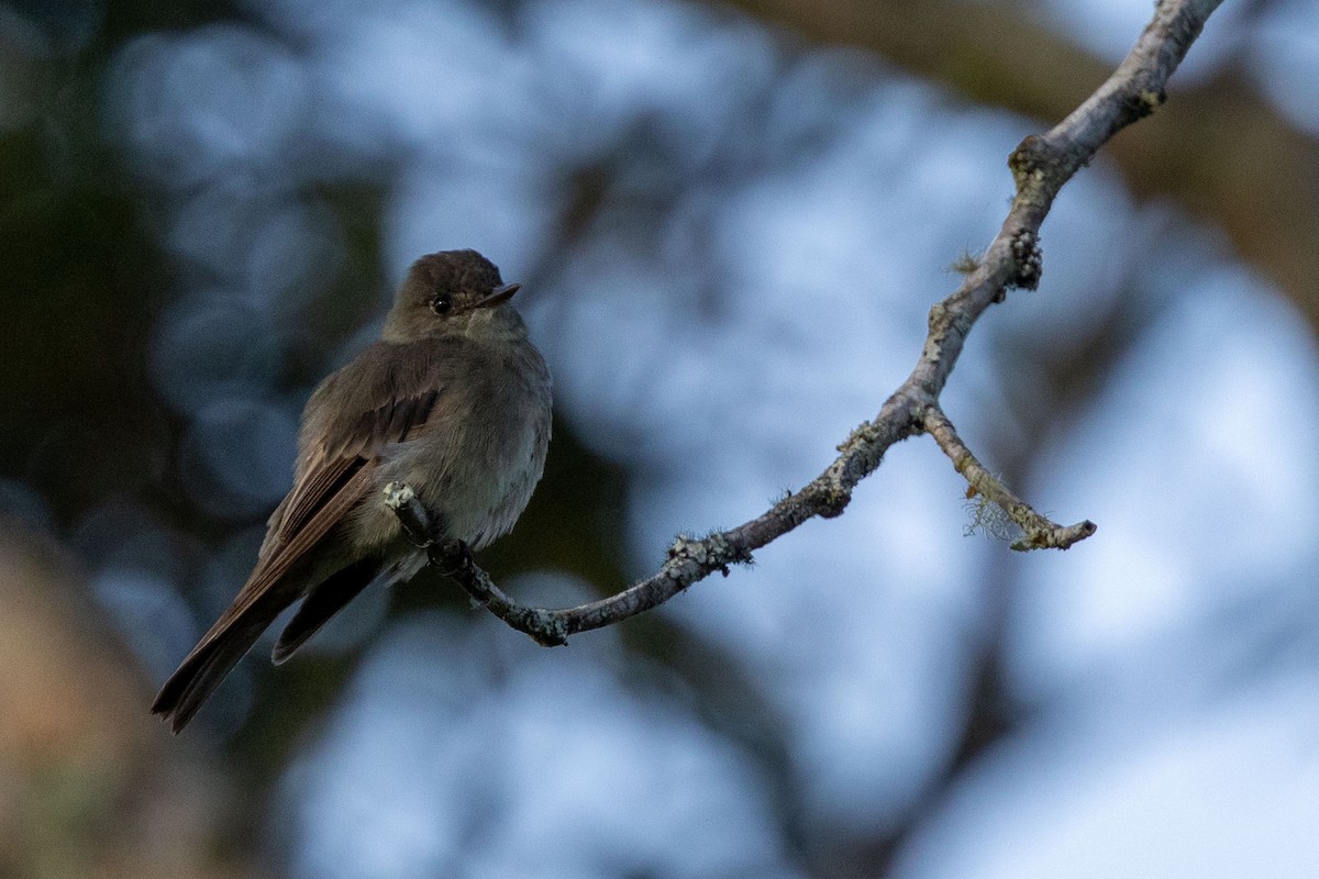 Pioui de l'Ouest - ML647137886
