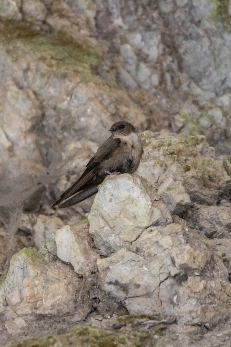 Скальная ласточка - ML647137900