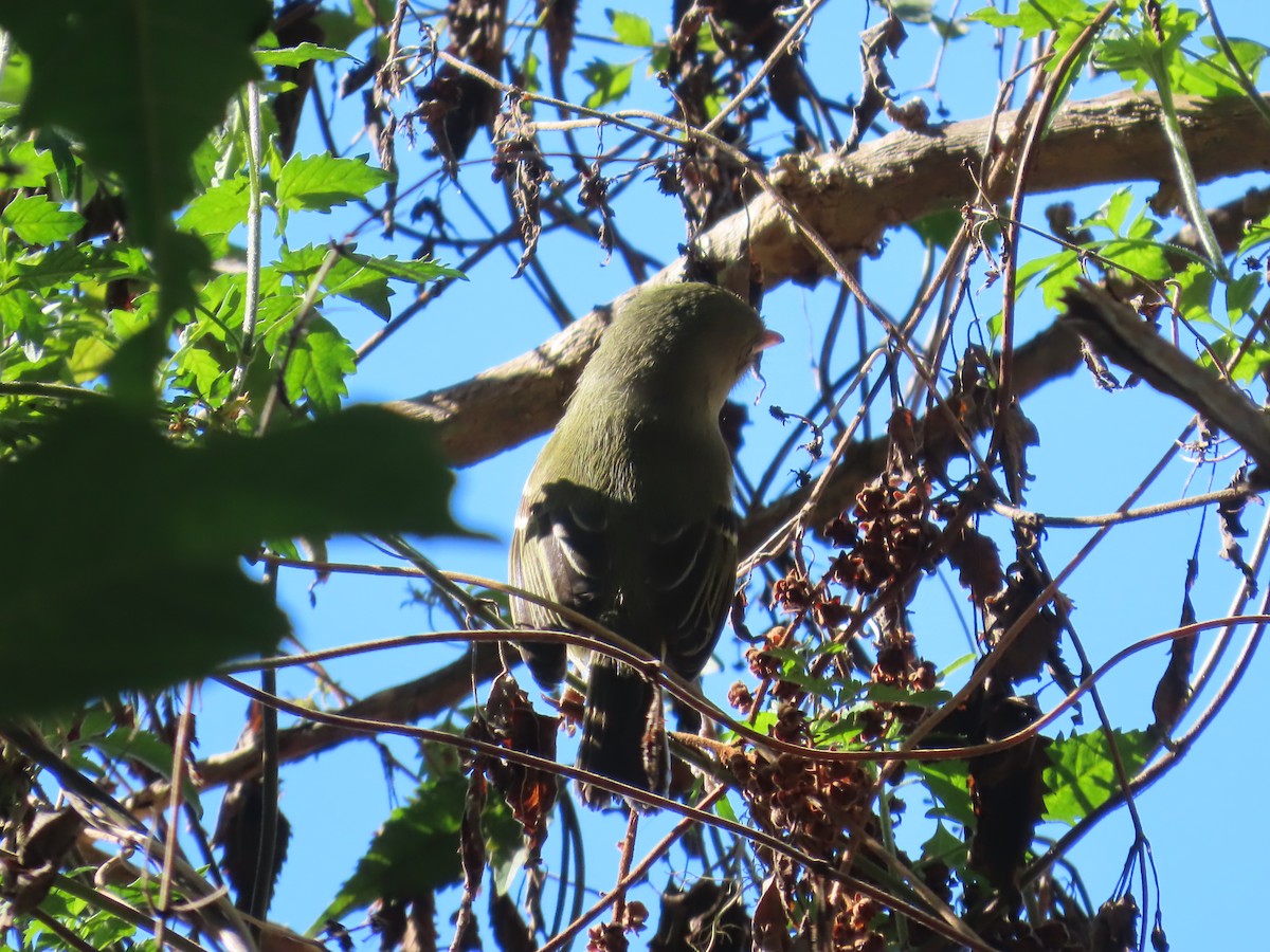 Jamaican Vireo - ML647137909