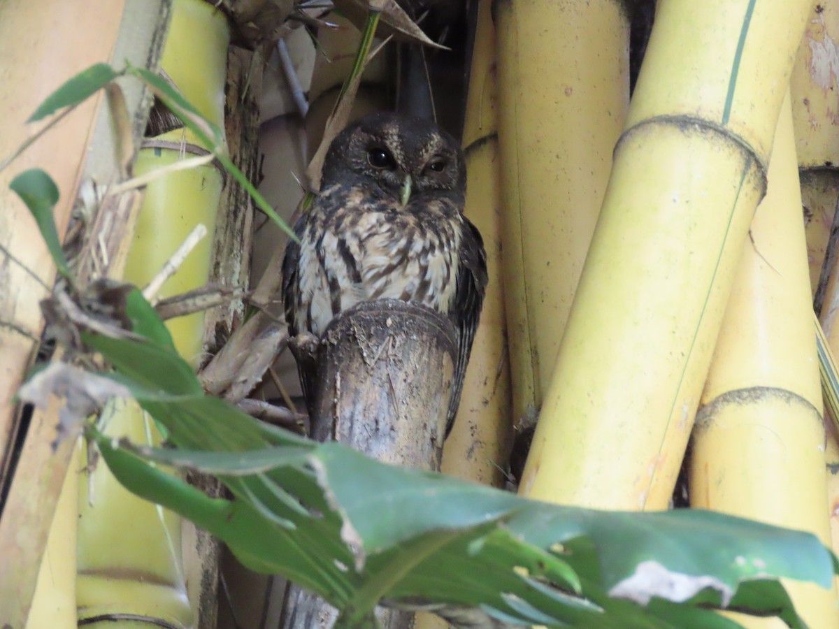 Mottled Owl - ML647137913