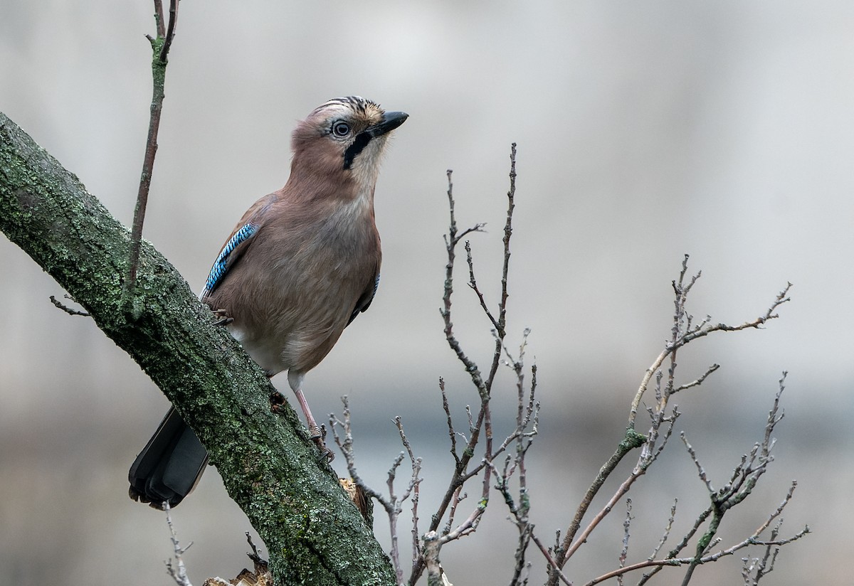 sojka obecná - ML647137918