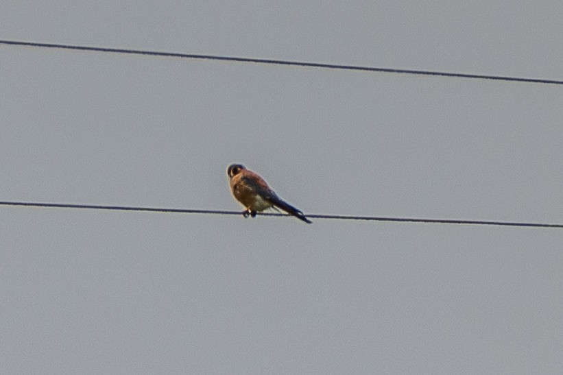 American Kestrel - ML647137921