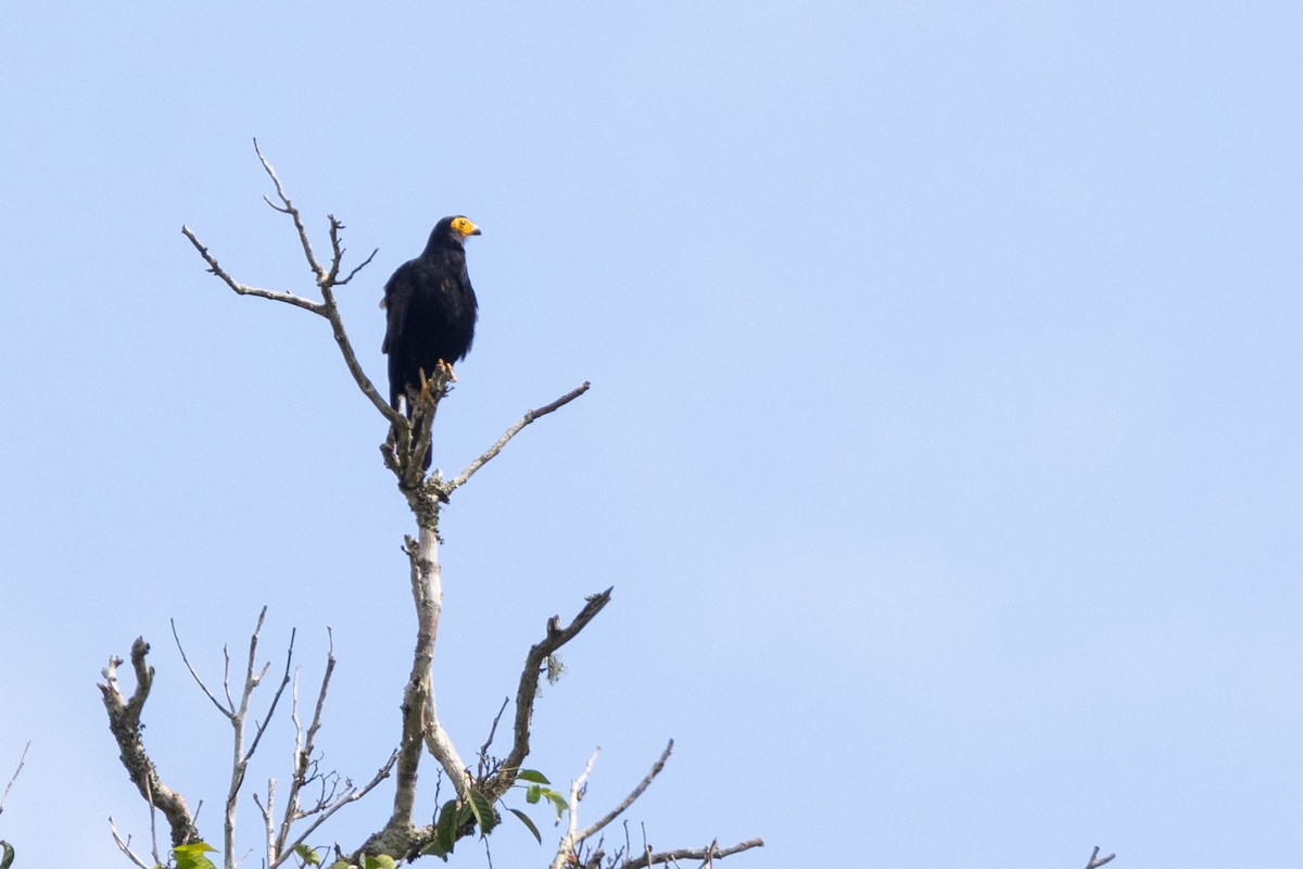 Siyah Karakara - ML647137933