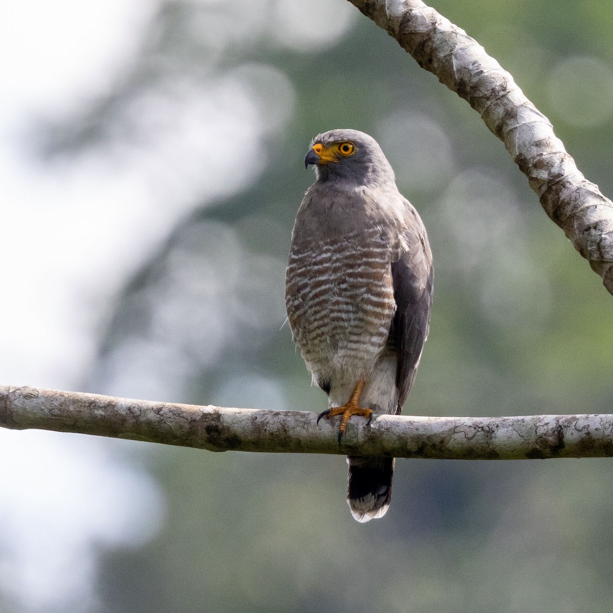 Roadside Hawk - ML647137936