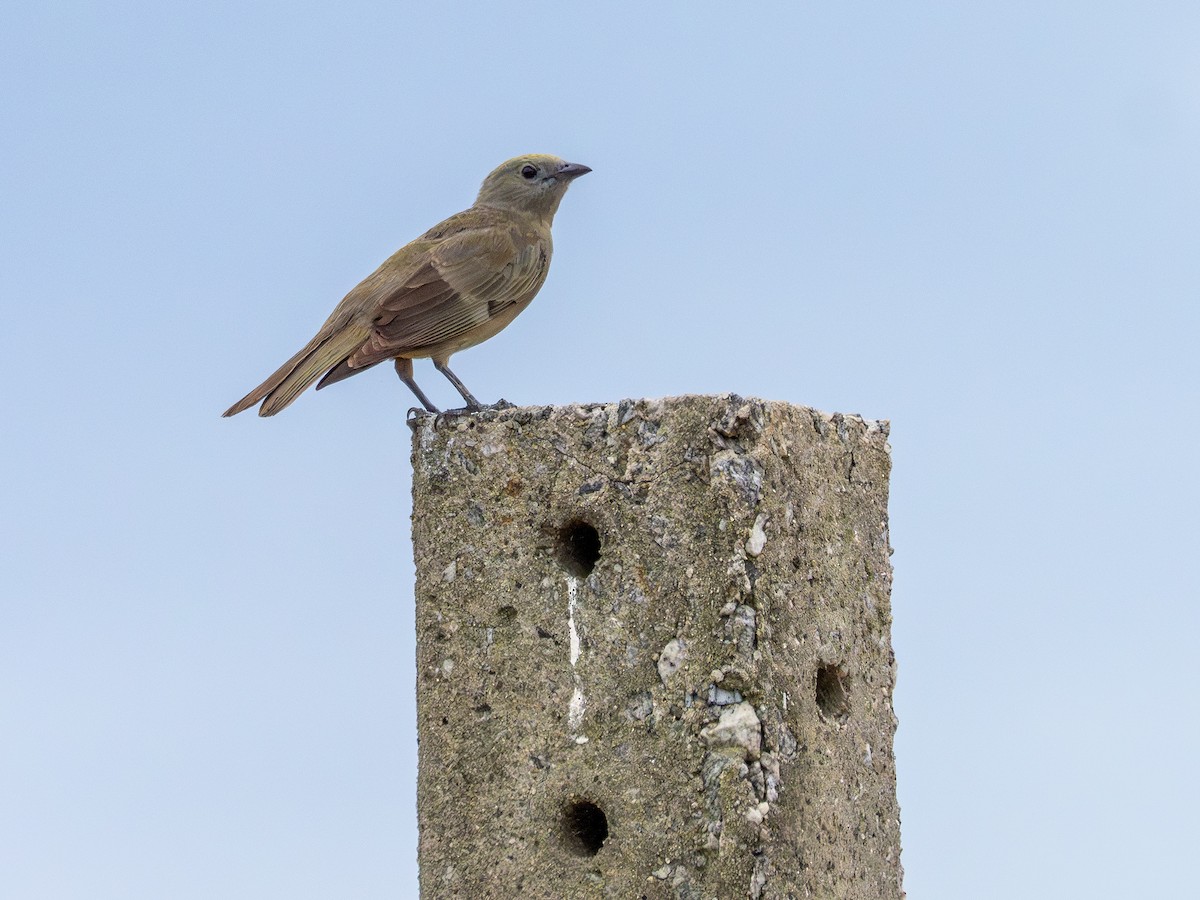 Palm Tanager - ML647137953