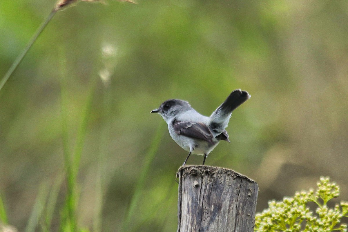 Torrent Tyrannulet - ML647137978