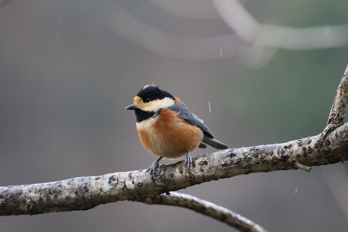 雜色山雀 - ML647137984