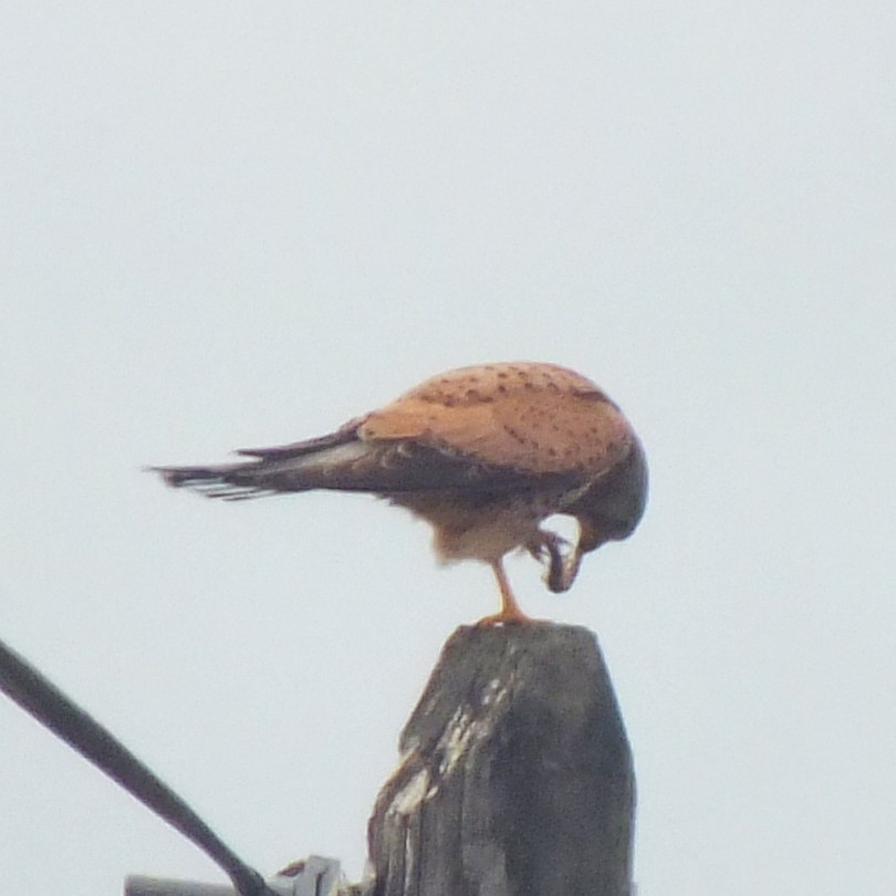 Eurasian Kestrel - ML647137992